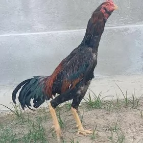 taşgent horoz