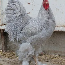 brama lawanda towuklar