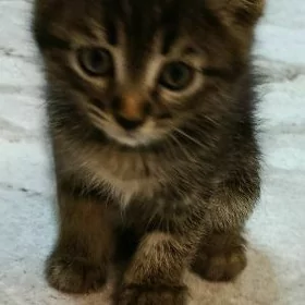 pişik котёнок