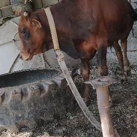 okuzce