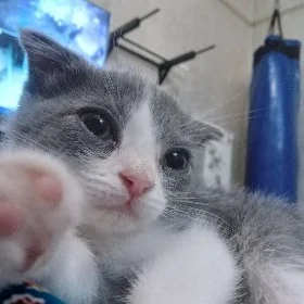 şatlan pişik 2 aylyk
