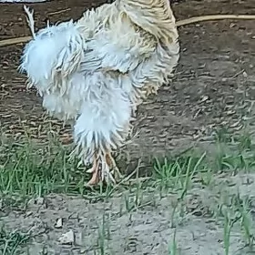 Brama