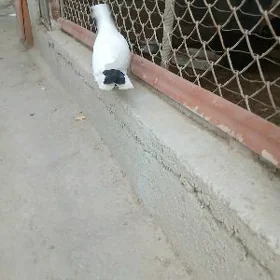 kepderi