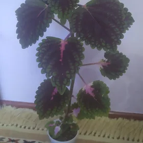 Колеус