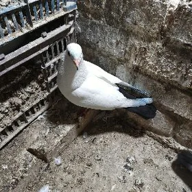Kepderi