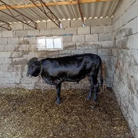 öküz