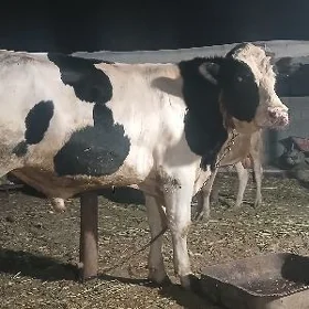 Galişdeýin öküz