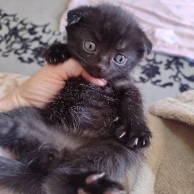 катенок катенок