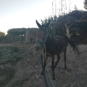 gatyr