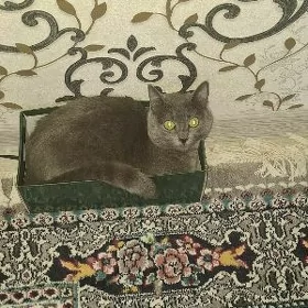 кошка