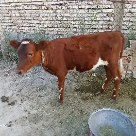 tùve.