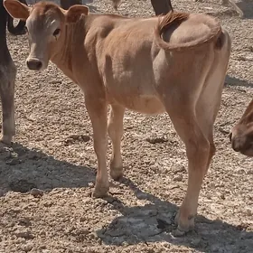 göle