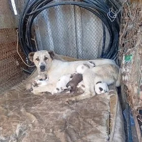 акжа