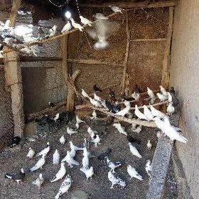 kepderi