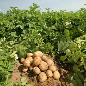 Kartoşka