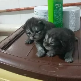 sotlan paroda pisikler