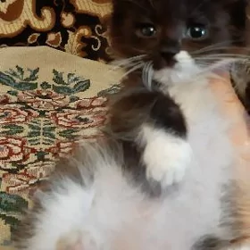 отдам котят