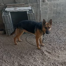 Awçarka