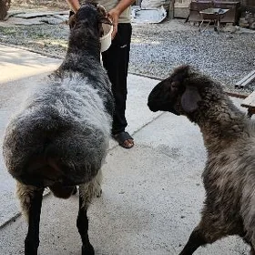 Goç