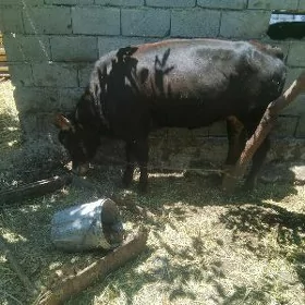 tuwe bakylan