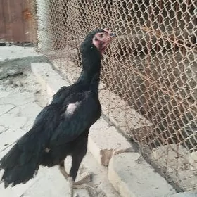 horaz