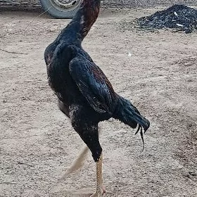 OŞAMO
