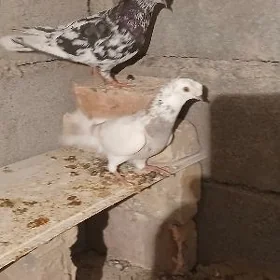 kerderi