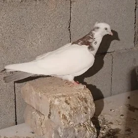 kerderi