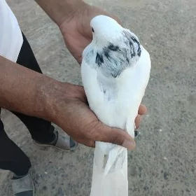 kepderi