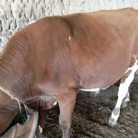 Öküz