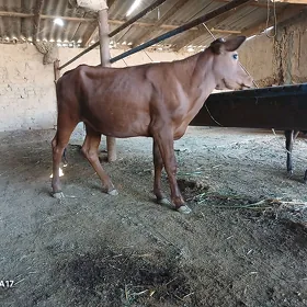 Gulajyn