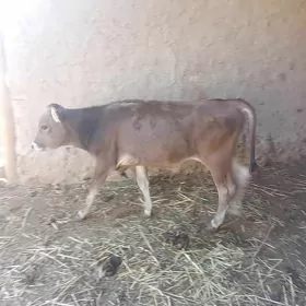 öküzçe