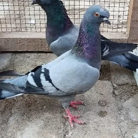 kepderi