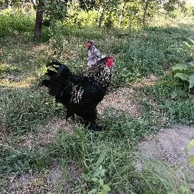 horaz
