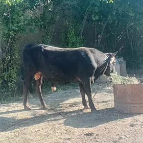 öküz