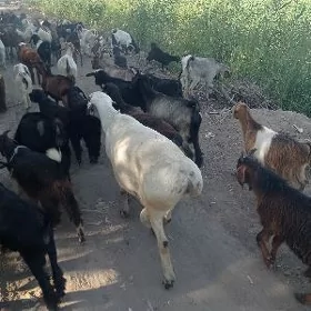 Kockar