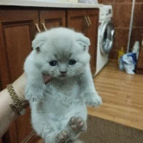 шотладцы котята