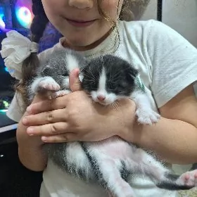 котёнок