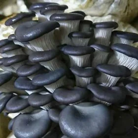 Kömelek tohum weşenka