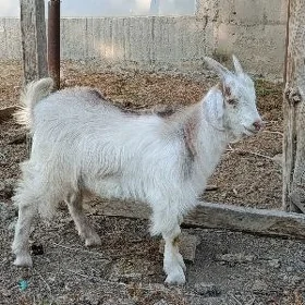 Owlak