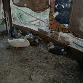 ördek