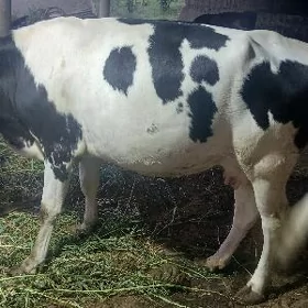 goleli sygyrlar
