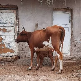 BOÝY BEYIK GÖLELI SYGYR YASMAL