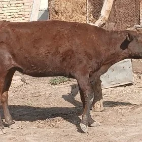 3 yasan tuwe dogmadyk