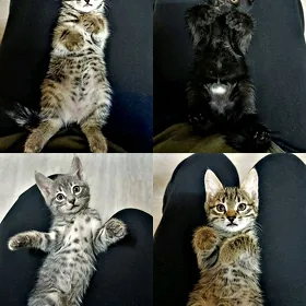 Домашние котята🫶