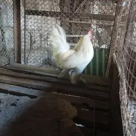 ýaponçik