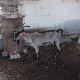geci