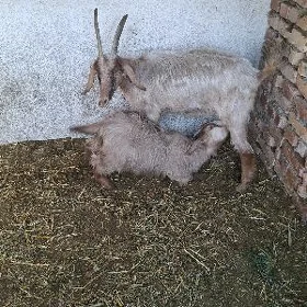 Geçi owlak