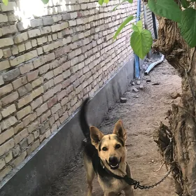 ВЕО