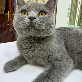 Котенок